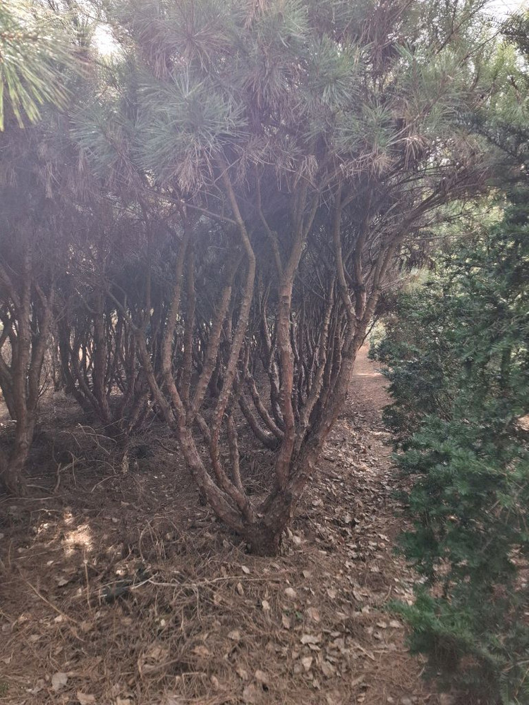 양평 소나무및 조경수 직거래 원합니다 이미지