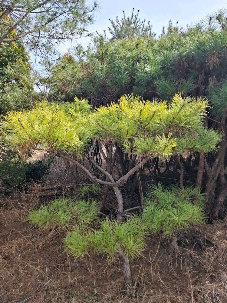 양평 소나무및 조경수 직거래 원합니다 이미지