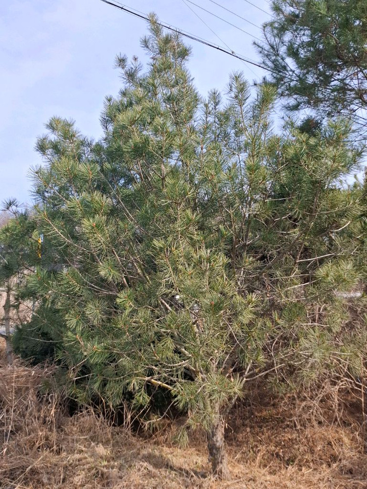 양평 소나무및 조경수 직거래 원합니다 이미지