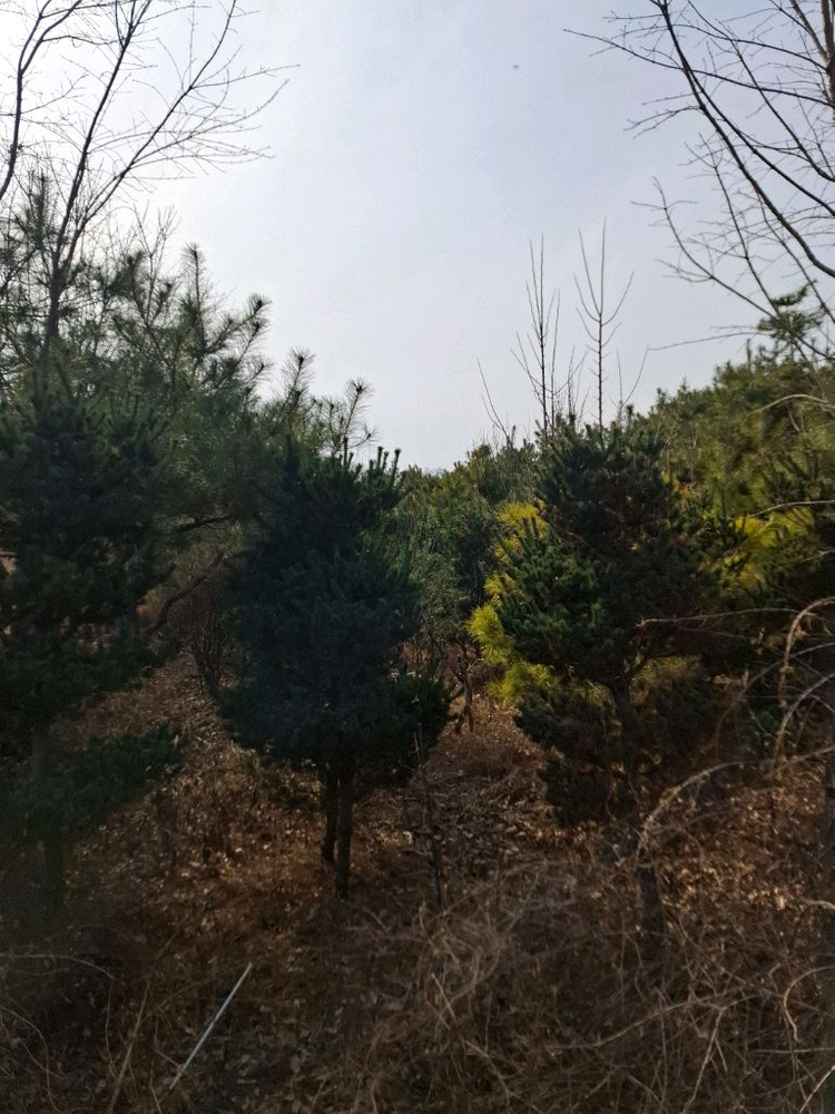 양평 소나무및 조경수 직거래 원합니다 이미지