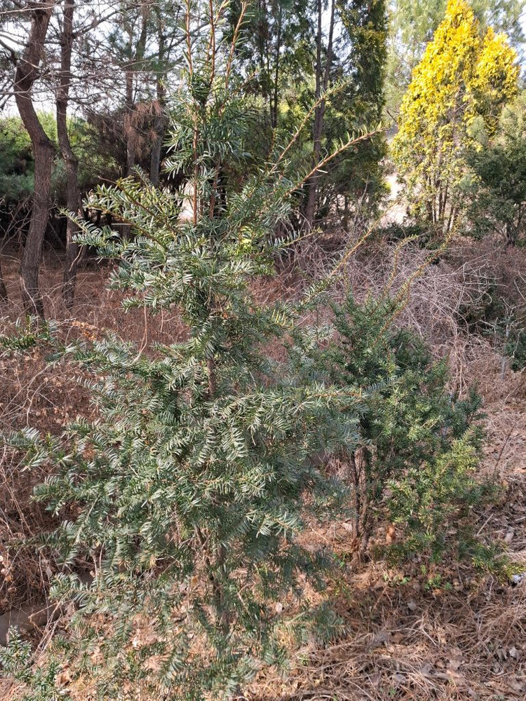 양평 소나무및 조경수 직거래 원합니다 이미지