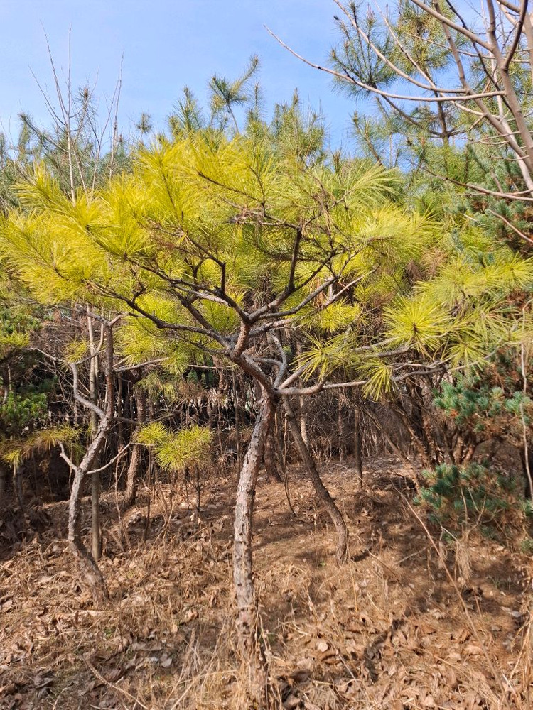 양평 소나무및 조경수 직거래 원합니다 이미지