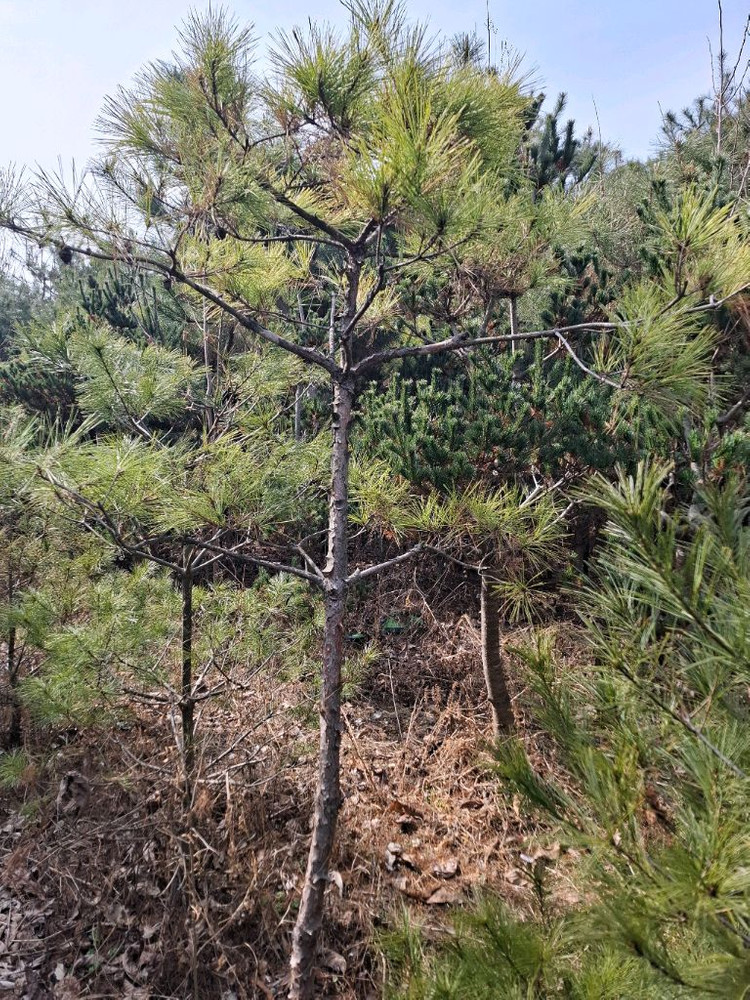 양평 소나무및 조경수 직거래 원합니다 이미지