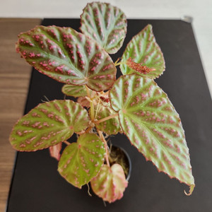 대품)) 핫스팟베고니아 #30센티이상 이미지