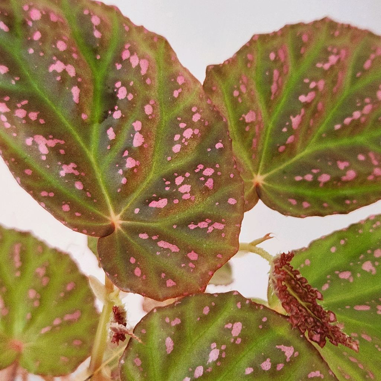 대품)) 핫스팟베고니아 #30센티이상 이미지