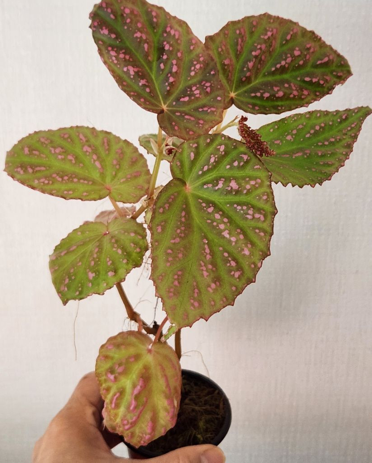 대품)) 핫스팟베고니아 #30센티이상 이미지