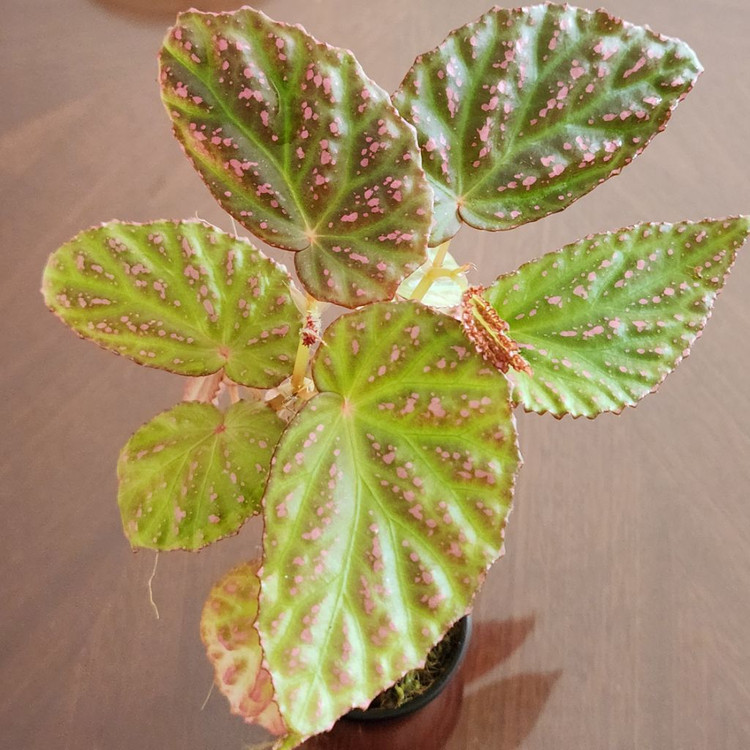 대품)) 핫스팟베고니아 #30센티이상 이미지