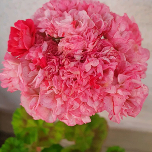 제라늄 좋을티나 꽃대있음 이미지