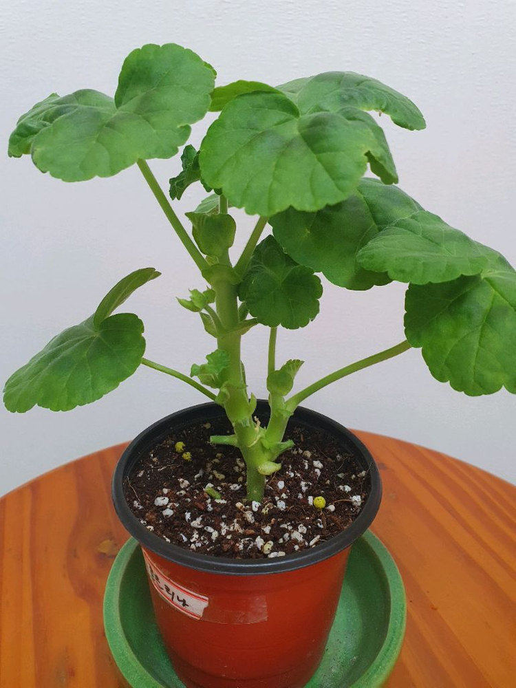 제라늄 좋을티나 꽃대있음 이미지