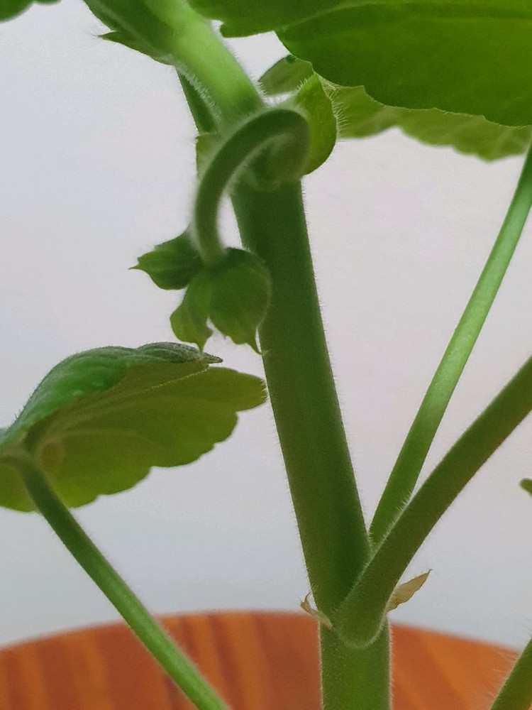 제라늄 좋을티나 꽃대있음 이미지