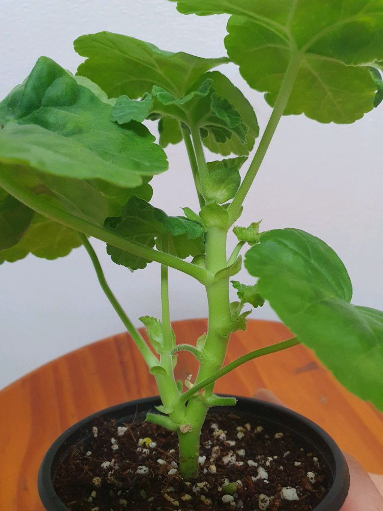 제라늄 좋을티나 꽃대있음 이미지