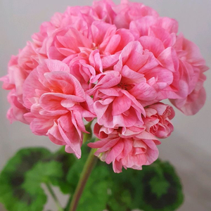 제라늄 리조이스블러섬 꽃대있음 이미지