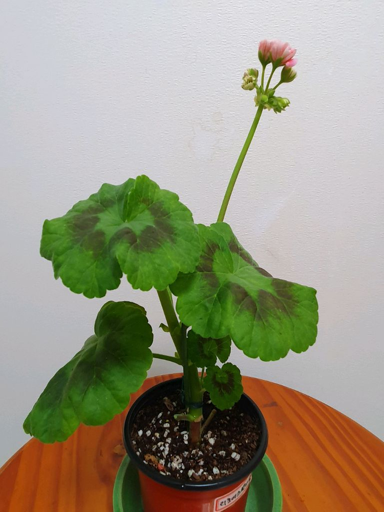 제라늄 리조이스블러섬 꽃대있음 이미지