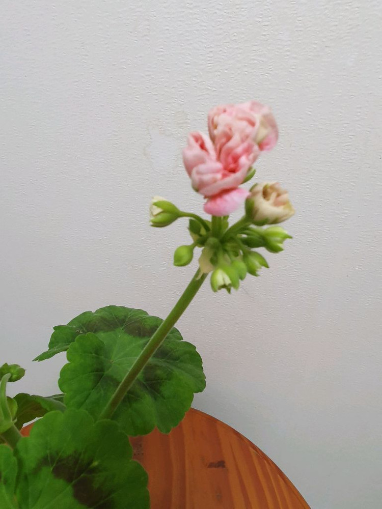 제라늄 리조이스블러섬 꽃대있음 이미지