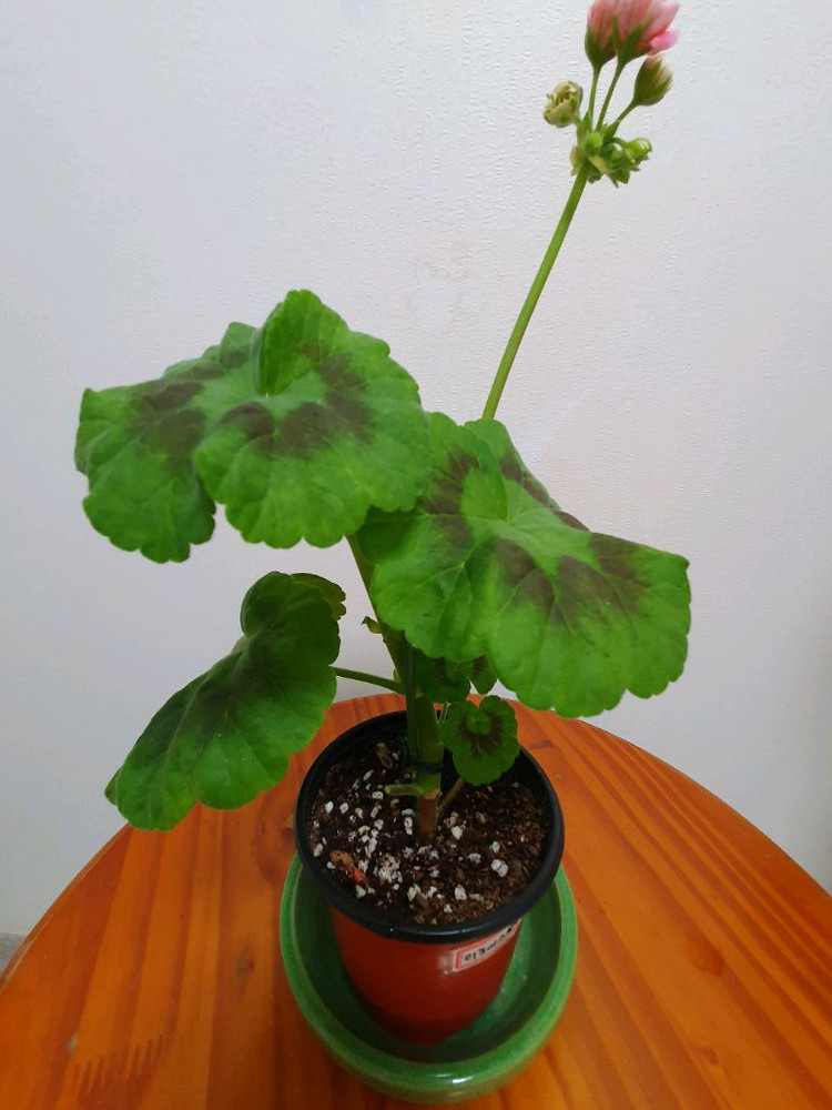 제라늄 리조이스블러섬 꽃대있음 이미지