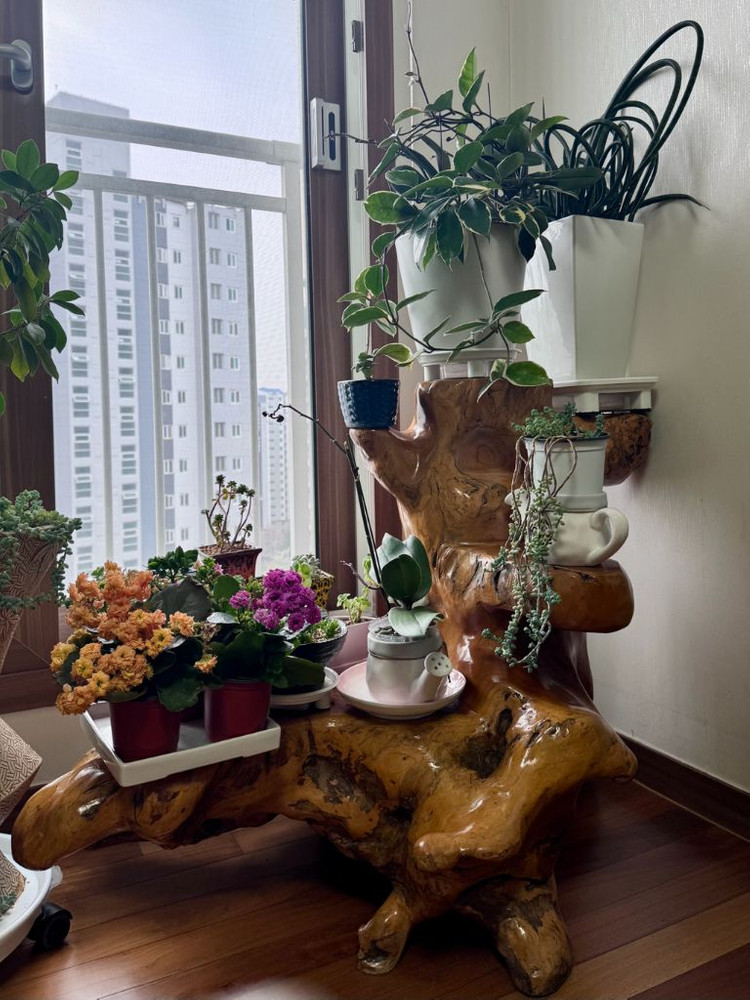 수공예 느티나무 괴목 뿌리 장식장, 화분다이, 3단 선반, 테이블 이미지