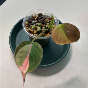 핑크 미칸 바리에가타 1 이미지