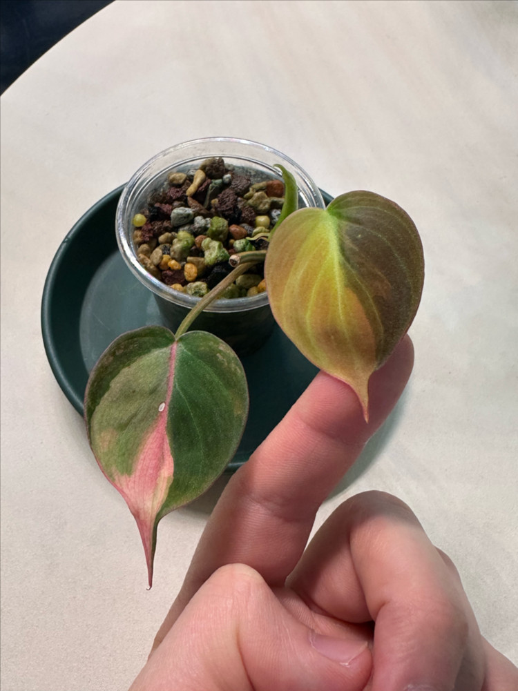 핑크 미칸 바리에가타 1 이미지