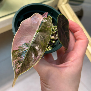 알로카시아 아즈라니 바리에가타 이미지