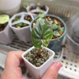 알로카시아 세렌디피티 바리에가타 이미지