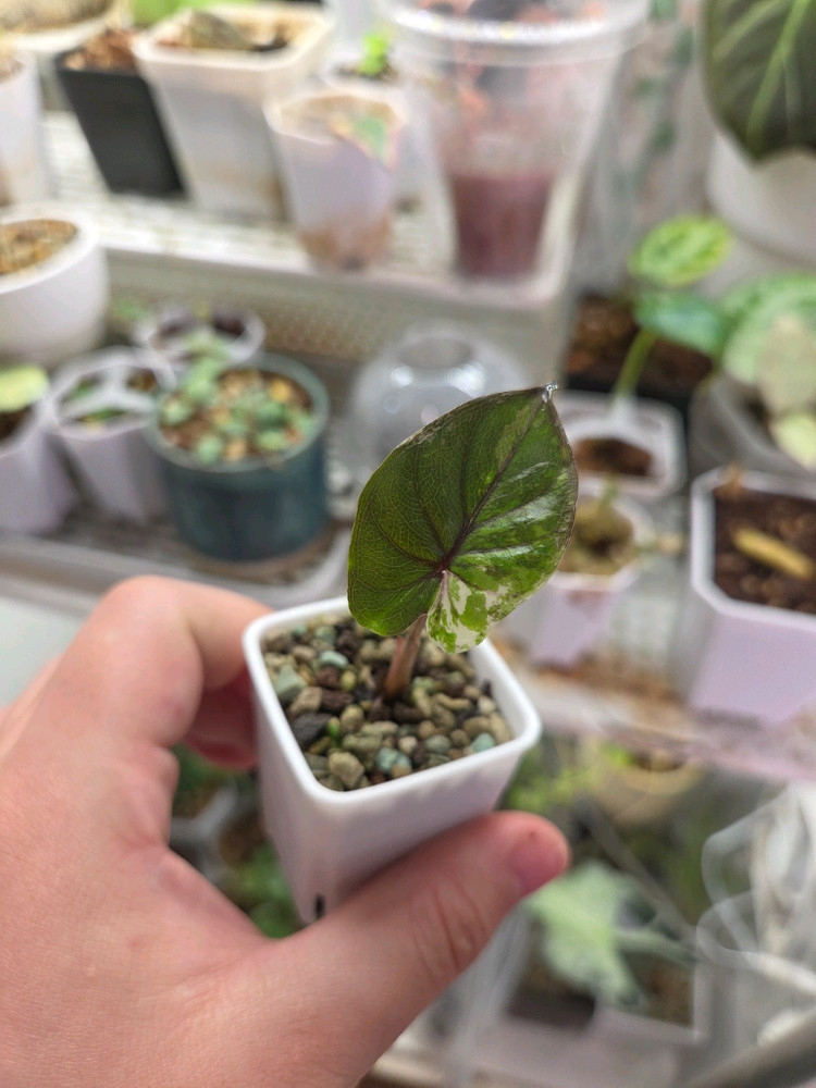 알로카시아 세렌디피티 바리에가타 이미지