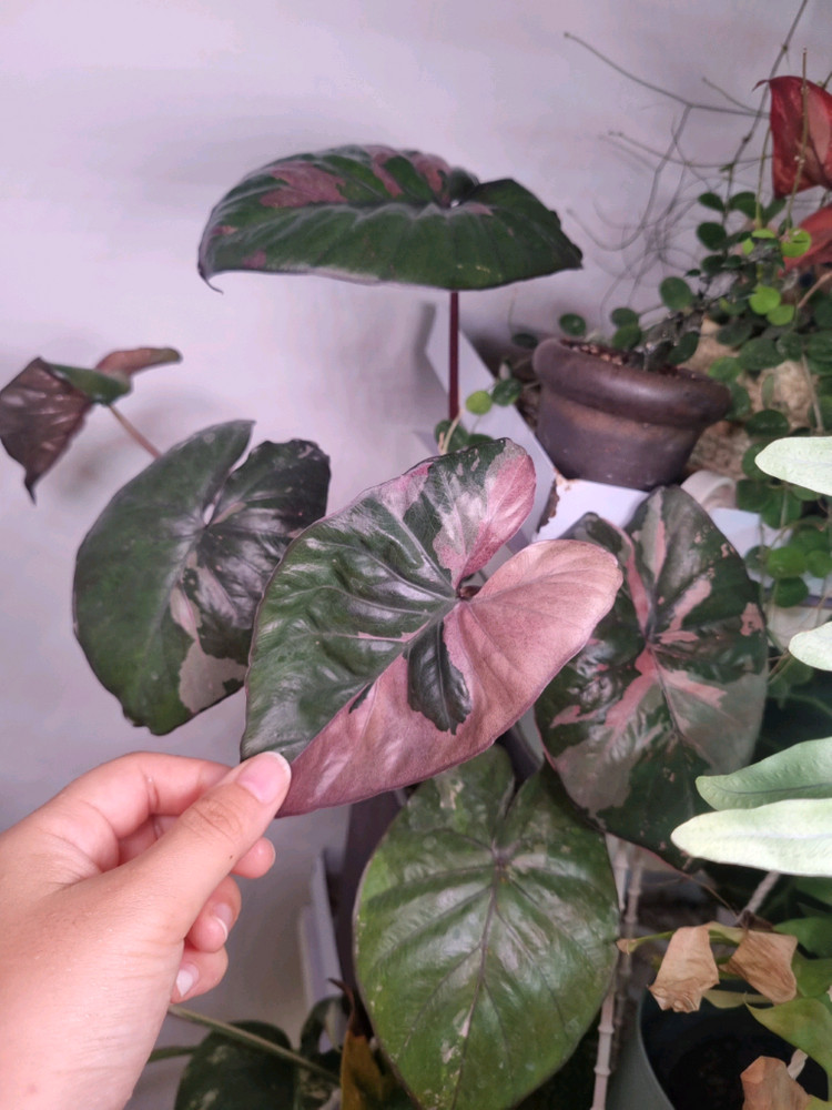 알로카시아 세렌디피티 바리에가타 이미지