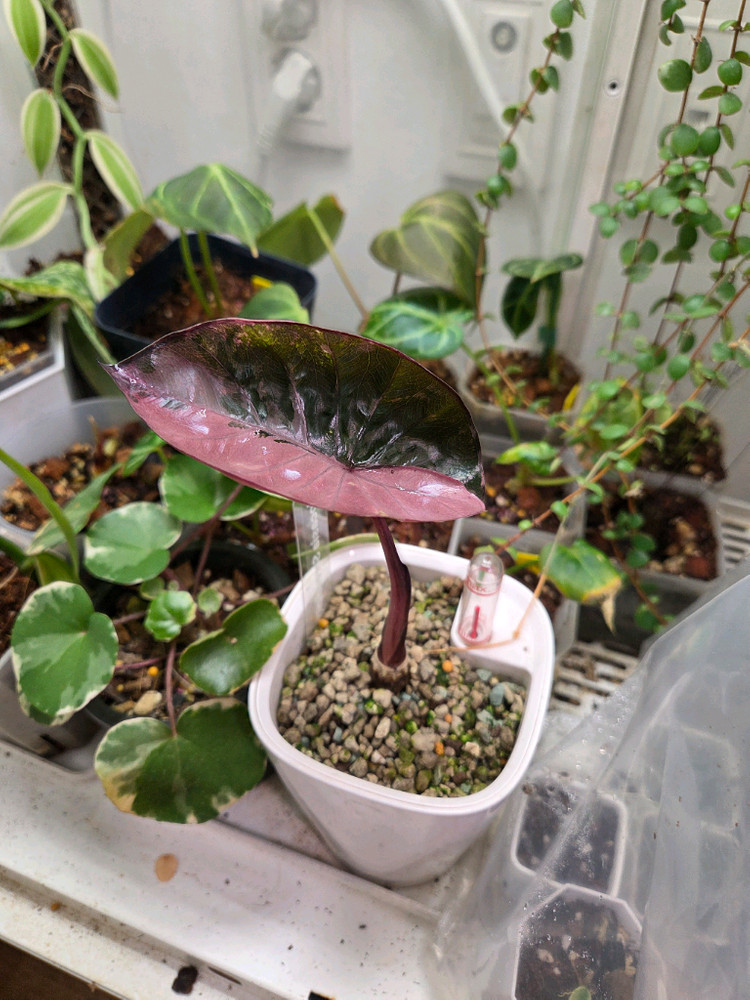 알로카시아 세렌디피티 바리에가타 이미지