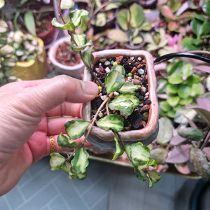 호야 칸야쿠 마리아나 바리에가타 이미지