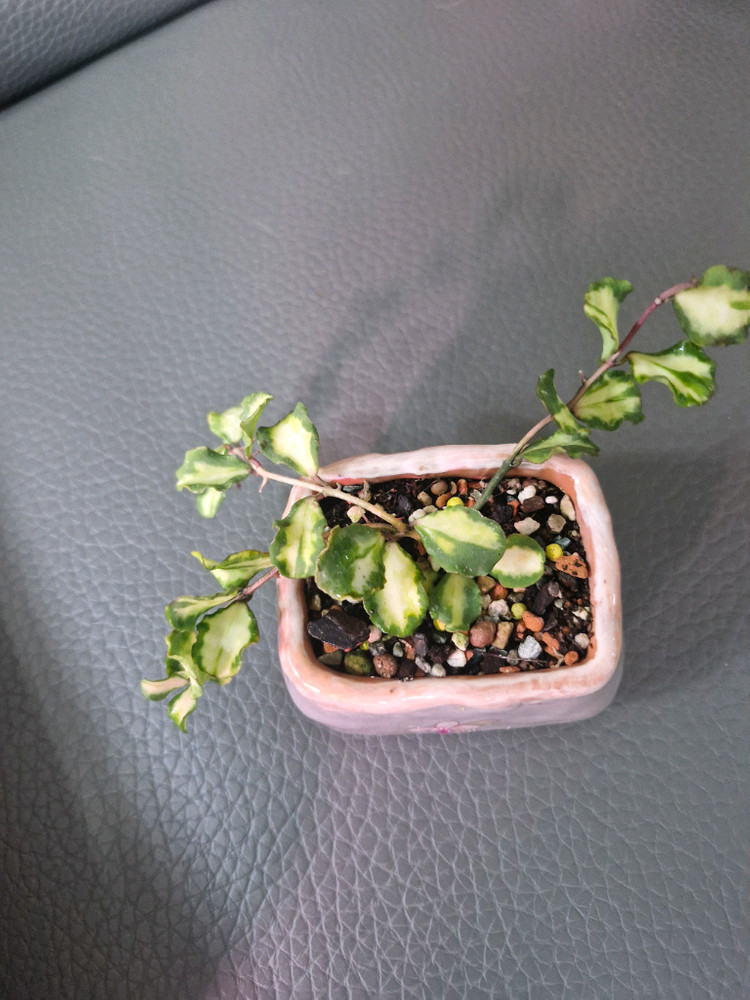 호야 칸야쿠 마리아나 바리에가타 이미지