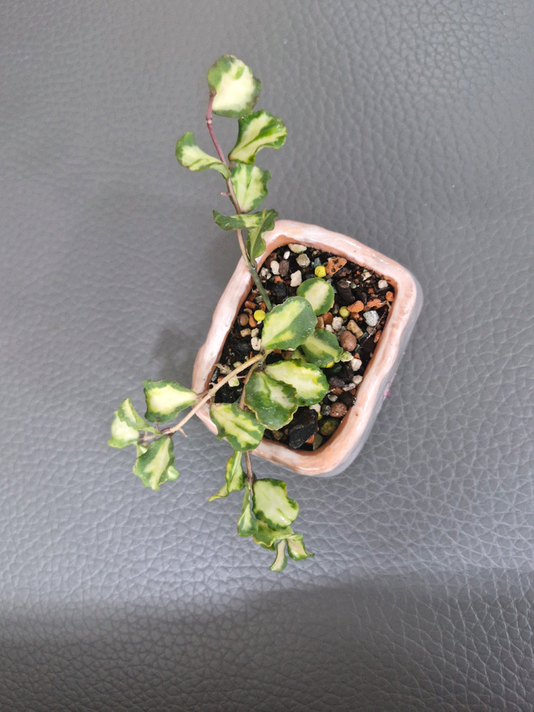 호야 칸야쿠 마리아나 바리에가타 이미지