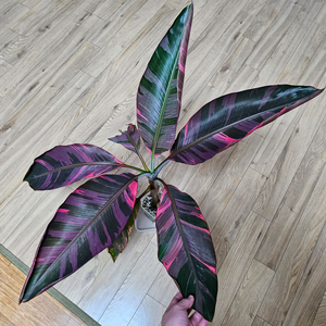 핑크 무늬 바나나 이미지