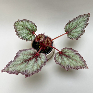 베고니아 DS-바바라버드 이미지