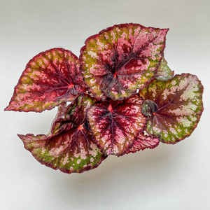 베고니아 DS 두종 일괄 이미지