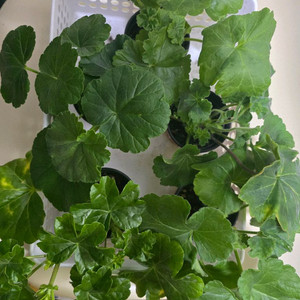 제라늄 5종분양 이미지