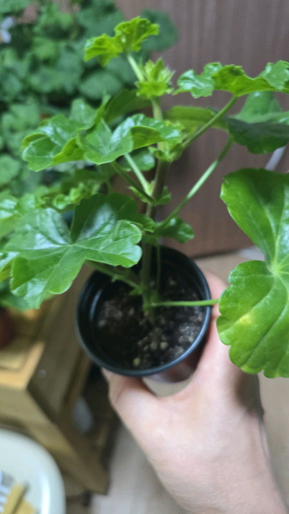 제라늄 5종분양 이미지