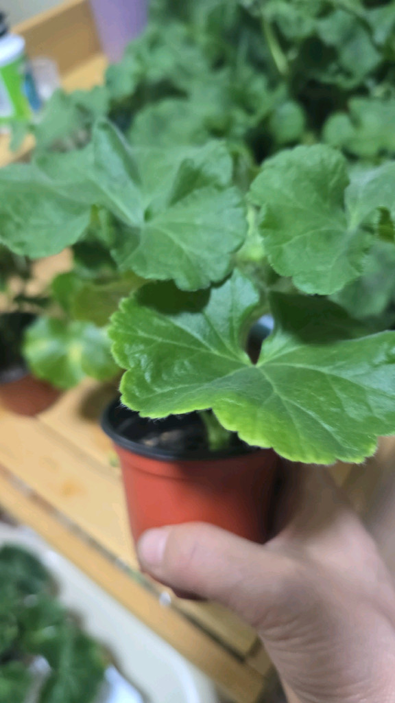 제라늄 5종분양 이미지