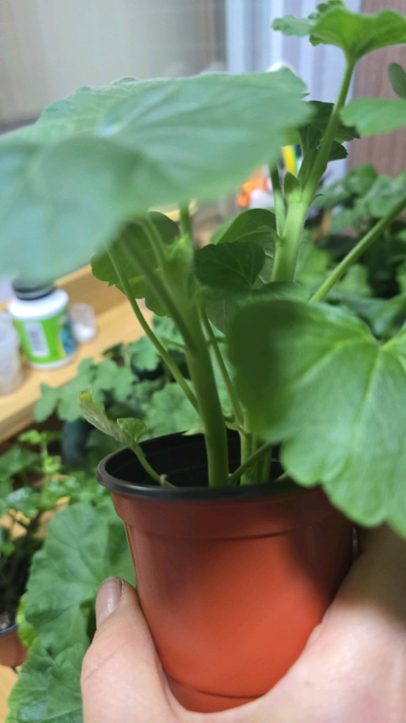 제라늄 5종분양 이미지