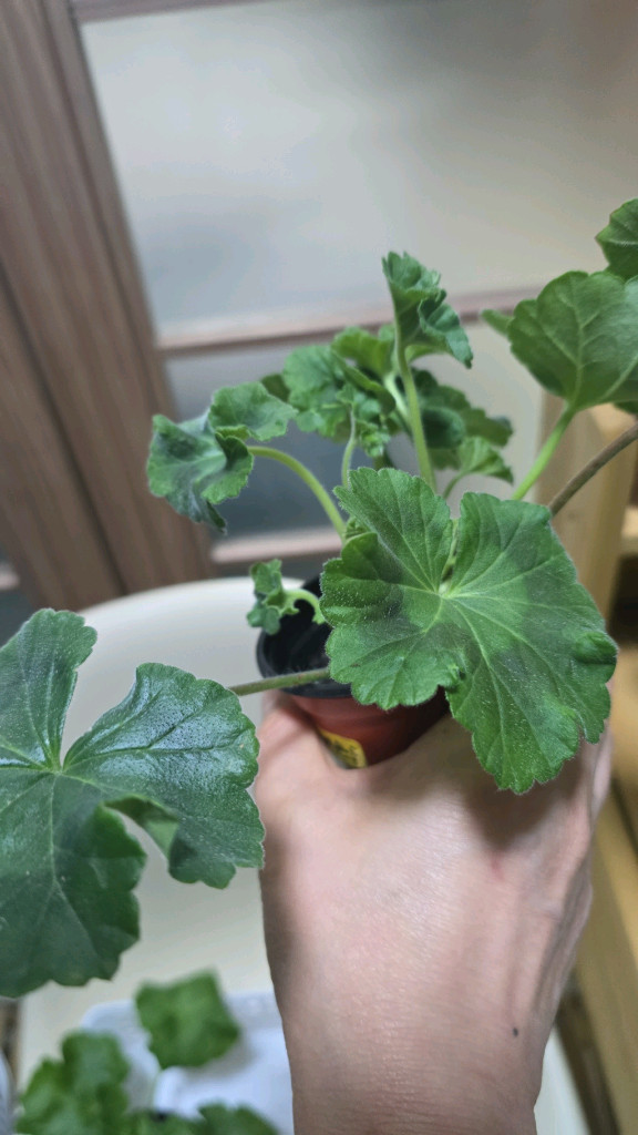 제라늄 5종분양 이미지