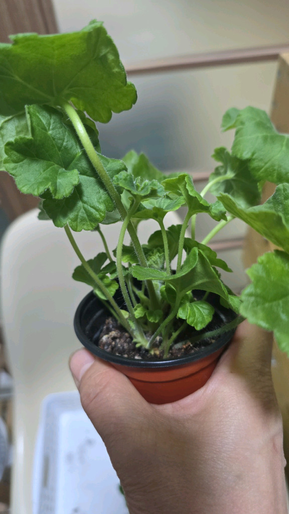 제라늄 5종분양 이미지