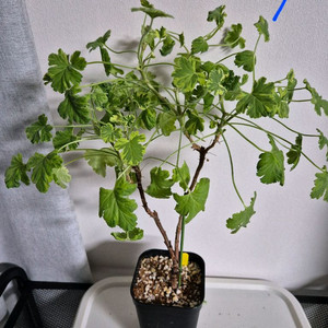 센티드 제라늄 크리미넛맥 /검색어리갈엔젤콴탁메이샌티드 이미지