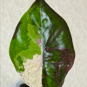 알로카시아 플럼베 니그라 바리에가타 이미지