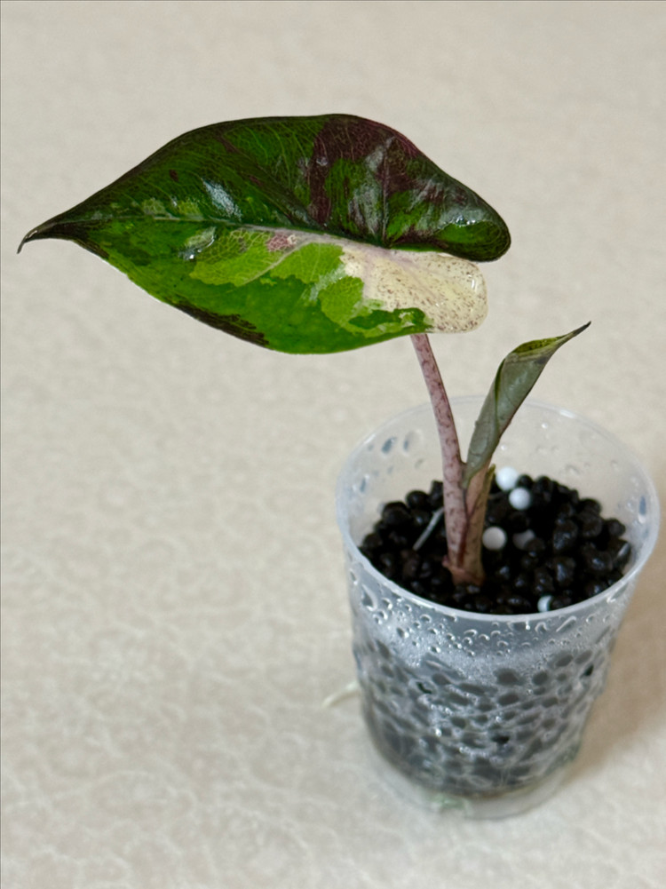 알로카시아 플럼베 니그라 바리에가타 이미지