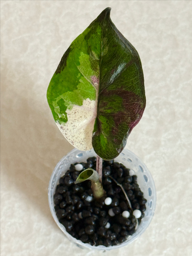 알로카시아 플럼베 니그라 바리에가타 이미지