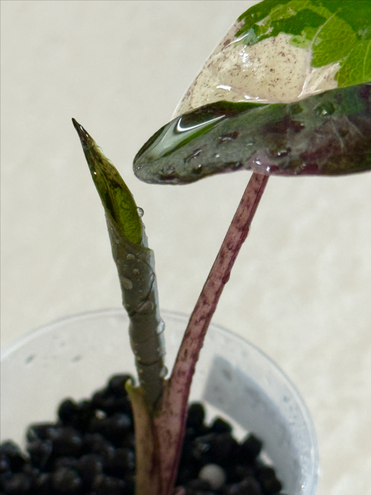 알로카시아 플럼베 니그라 바리에가타 이미지