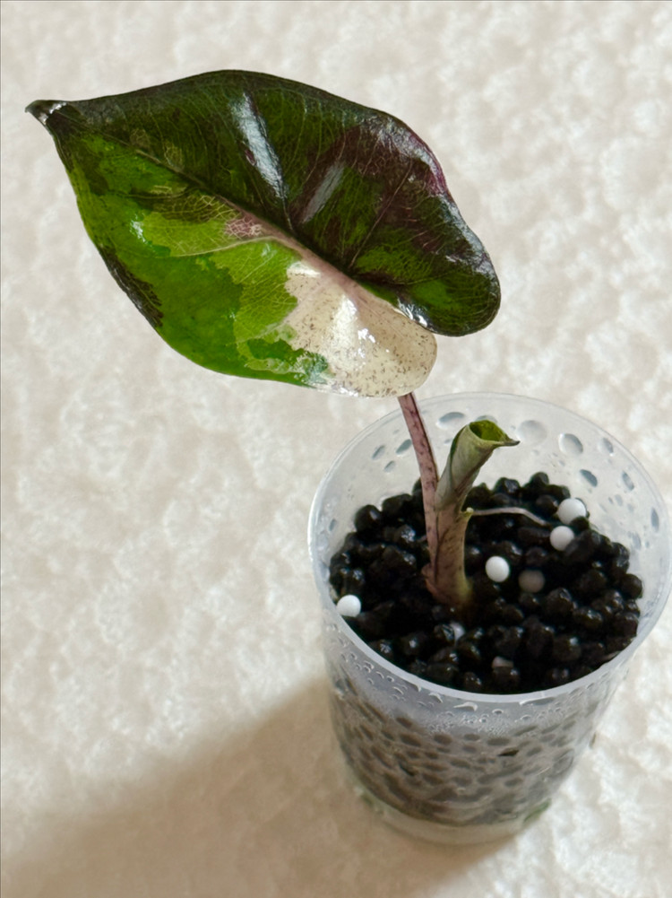 알로카시아 플럼베 니그라 바리에가타 이미지