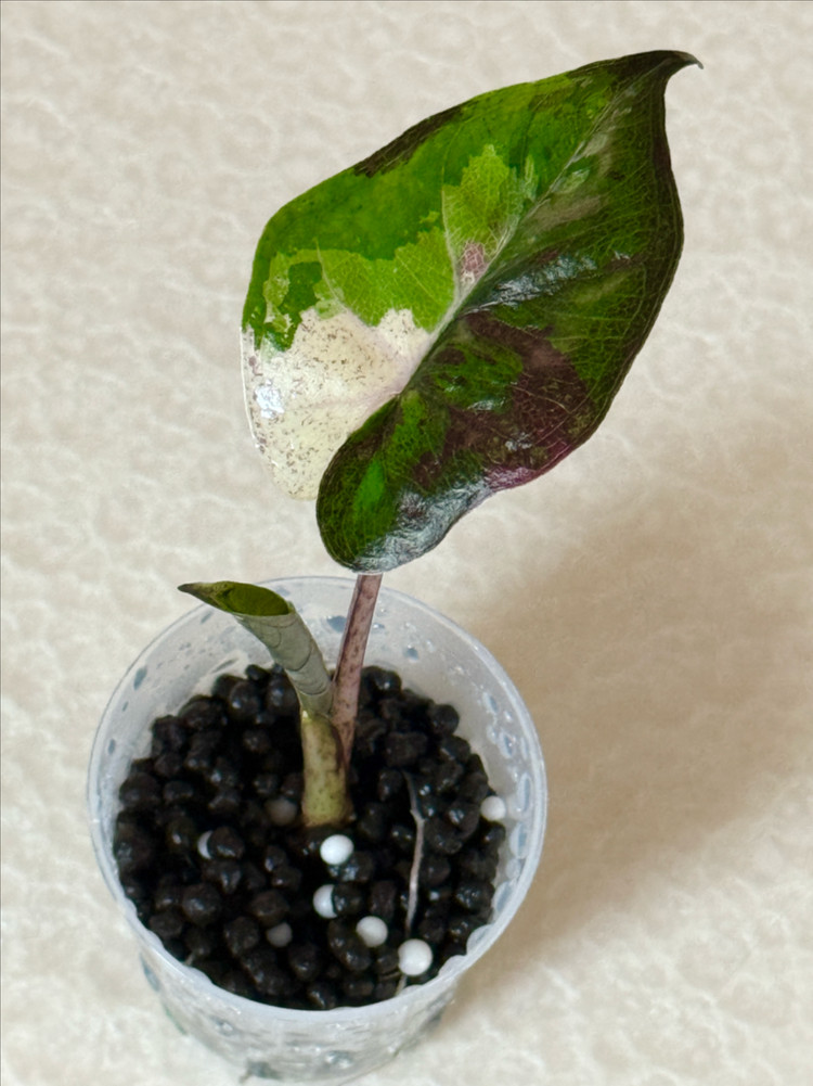 알로카시아 플럼베 니그라 바리에가타 이미지
