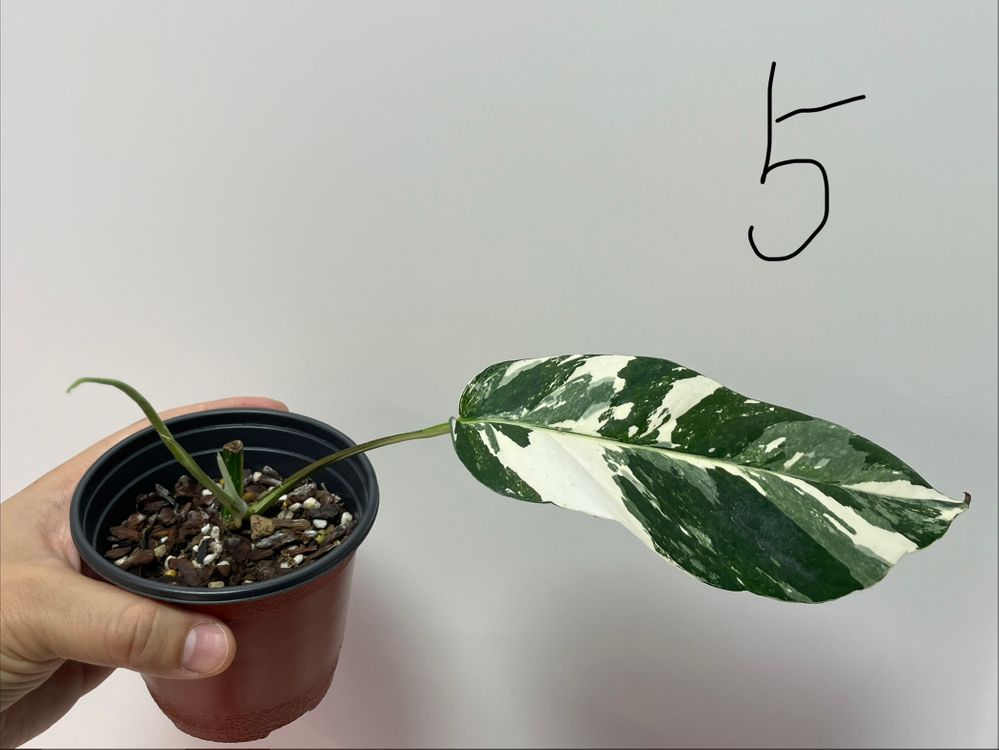 에피프레넘 피나텀 바리에가타 이미지