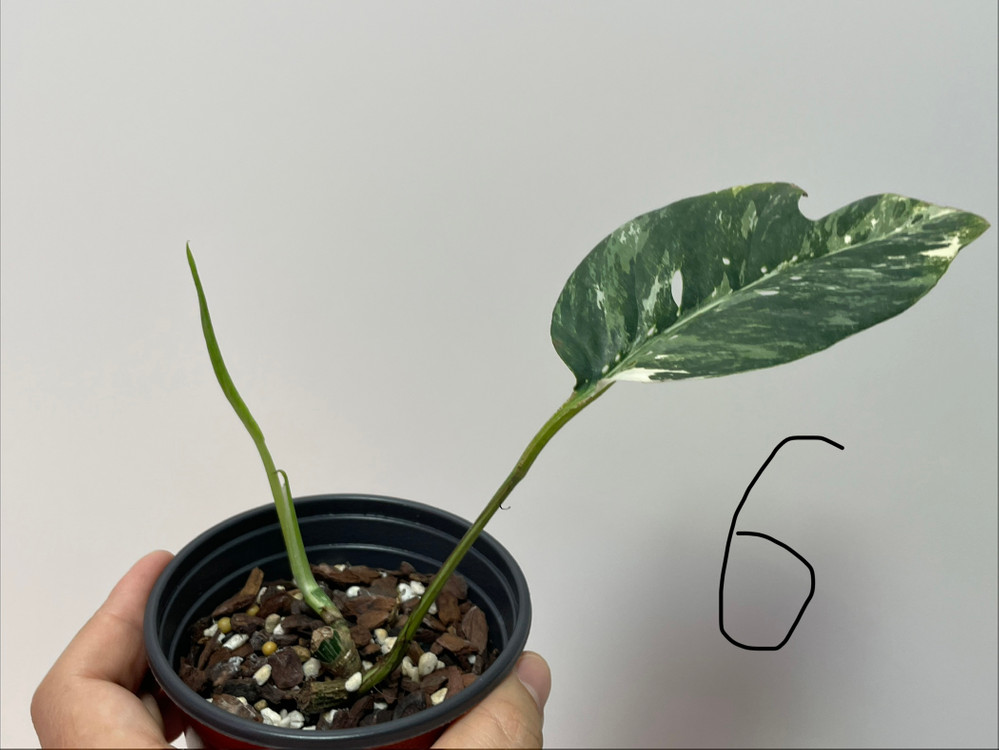 에피프레넘 피나텀 바리에가타 이미지