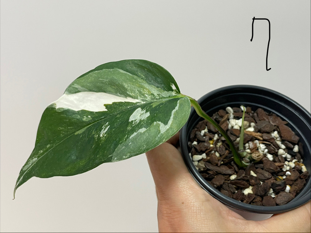 에피프레넘 피나텀 바리에가타 이미지