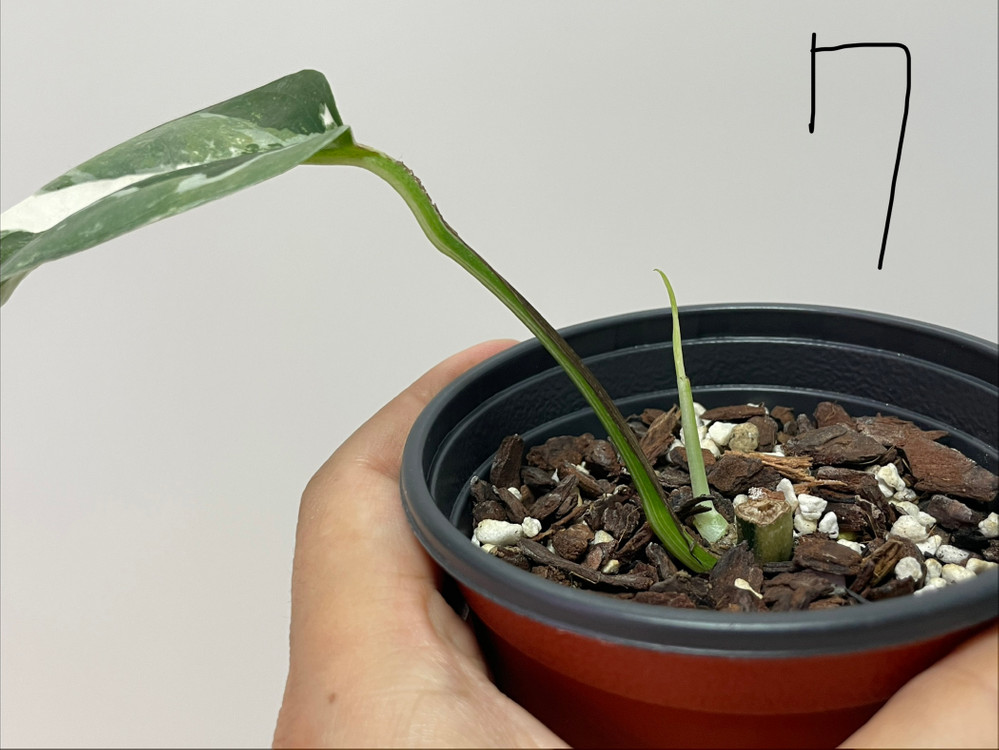 에피프레넘 피나텀 바리에가타 이미지